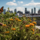 creating havens for bees and butterflies