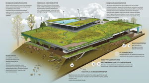 green roofs and their impact on rainwater retention