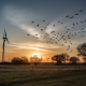wind power and wildlife