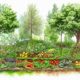 Food Forests | Growing Abundance With Permaculture Practices